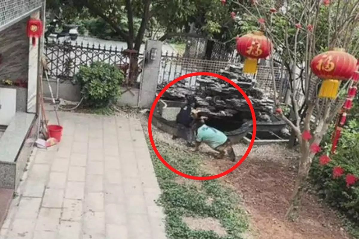 The video shows a pet dog saving a boy from falling in a pond.