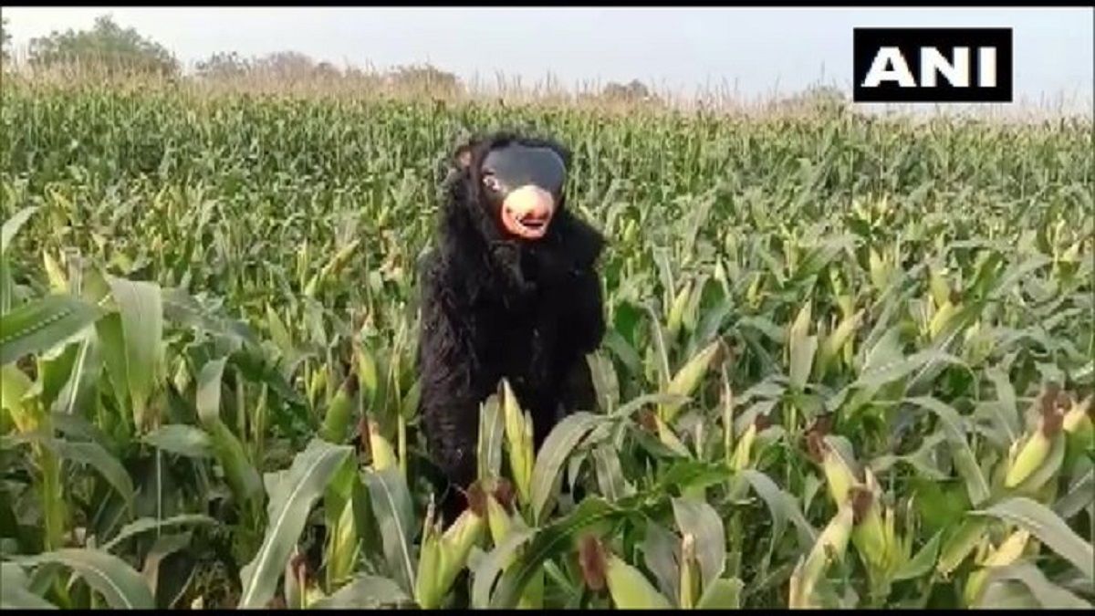 A farmer in Siddipet’s Koheda uses a sloth bear costume to keep monkeys & wild boars away from damaging the crop
