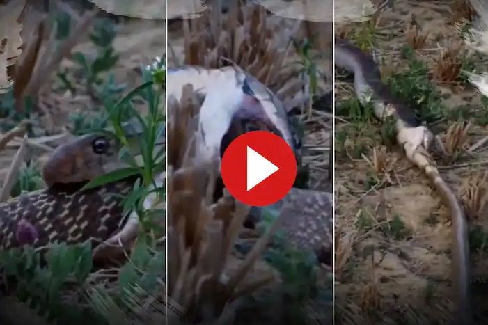 Viral Video: King Cobra Eats Another Snake Alive, Netizens Are Grossed Out. Watch