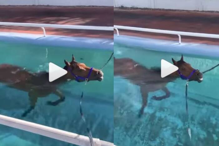 Viral Video: Horse Smiles as He Enjoys a Relaxing Swim in a Pool. Watch