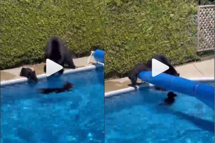 Viral Video: Mama Bear Tries to Take Out Naughty Cubs Playing in ...
