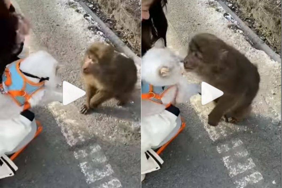 Monkey and Cat Love Story Viral Video