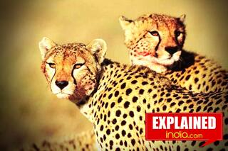 Explained | Why Are Environmentalists Concerned About Bringing African Cheetahs to India?