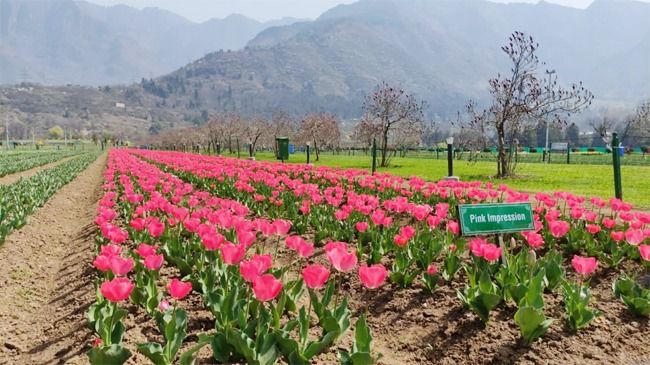 Experience The Beauty of Tulip Garden in Srinagar From March 23 - See ...