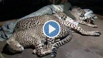 Viral Video: Family of Cheetahs Seen Sleeping With Man in South Africa, Internet Left Awestruck | Watch Viral Video: Family of Cheetahs Seen Sleeping With Man in South Africa, Internet Left Awestruck | Watch