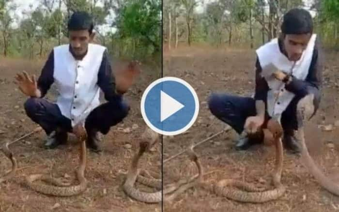 Viral Video Karnataka Man Plays With 3 Cobras In Forest Stunt Goes Dangerously Wrong Watch 9511