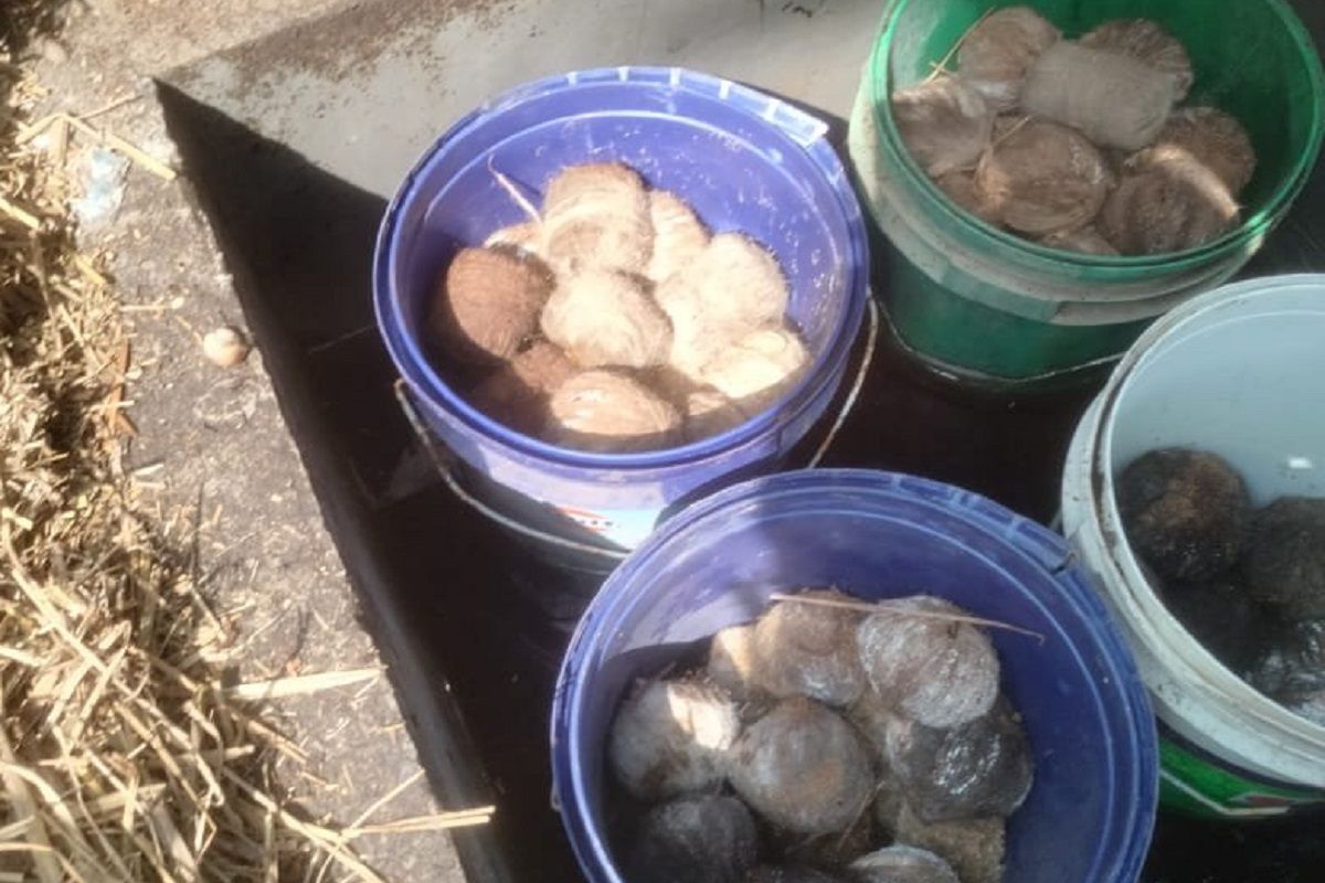 40 Crude Bombs In 4 Buckets Recovered In West Bengal’s Margram, Probe Ordered