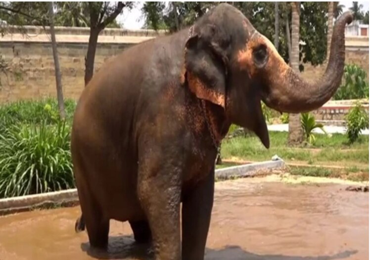 Trichy Temple Elephant Splashes & Rolls in Pool As It Gets Exclusive Mud Bath Ground