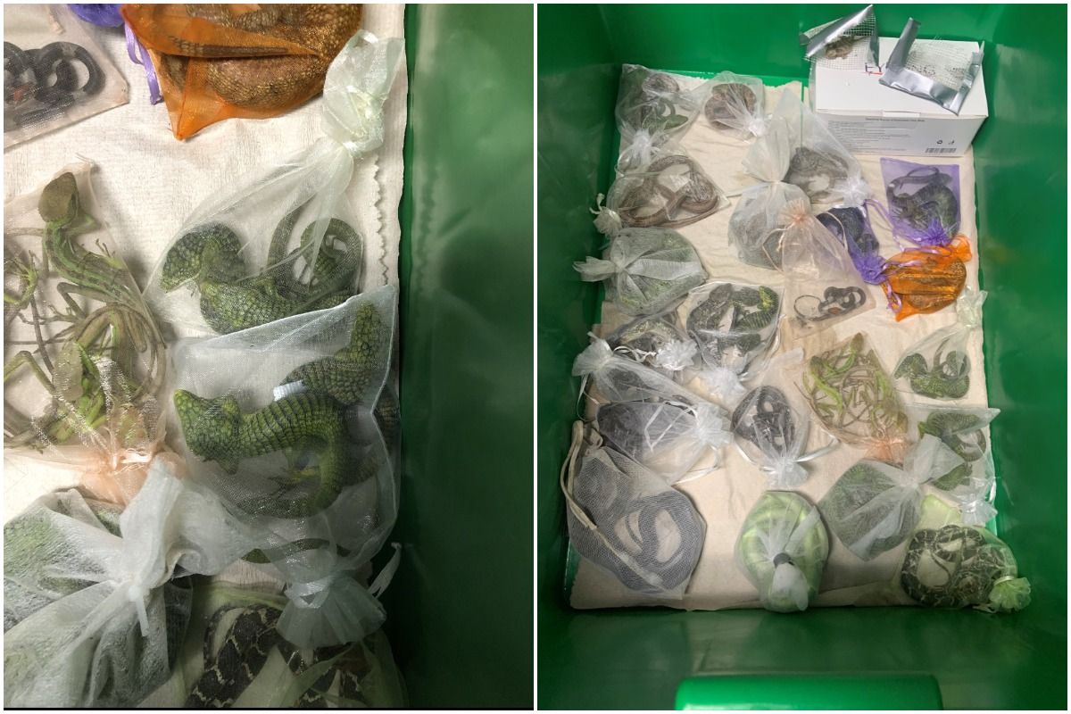 US Man Caught For Smuggling Over 1700 Reptiles in His Clothes From Mexico & Hong Kong