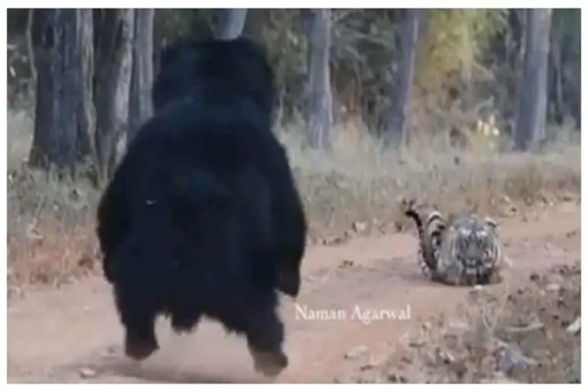 Viral Video: Bear Confronts Tiger Like Baloo and Sher Khan in Jungle Book.  Watch 