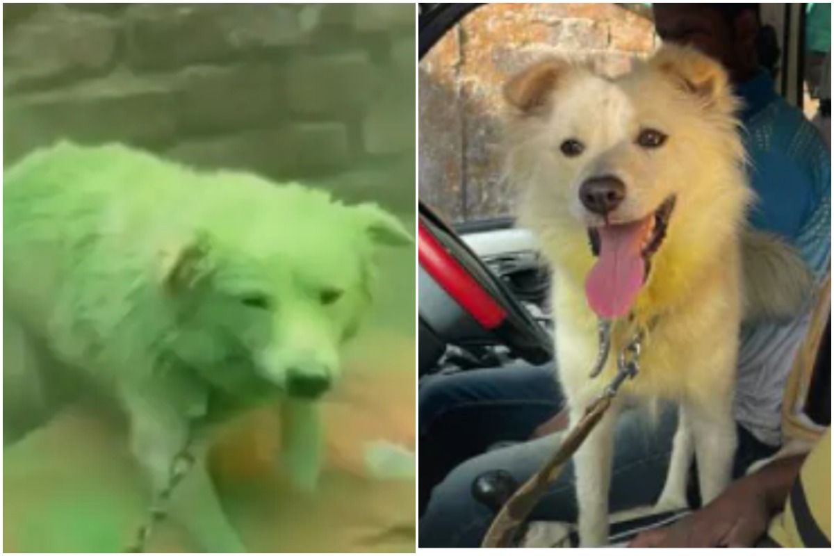 Shibani Dandekar Rescues Dog Who Was Abused in Viral Holi Video