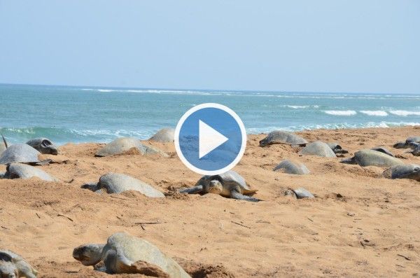 Lakhs of Olive Ridley Turtles Arrive at Odisha Coast For Mass Nesting
