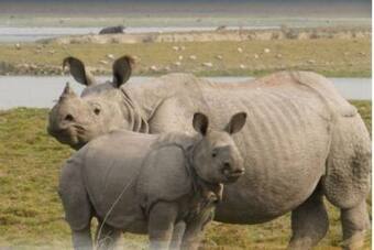 Kaziranga National Park To Remain Close From March 26 To Conduct One-Horned Rhino Census Kaziranga National Park To Remain Close From March 26 To Conduct One-Horned Rhino Census