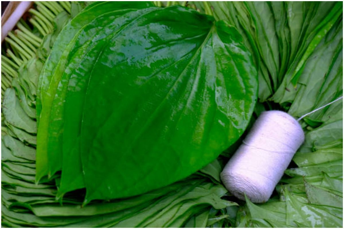 Ayurveda Tips: Here's Everything You Need to Know About The Benefits of Betel Leaf. Picture Credits: Unsplash