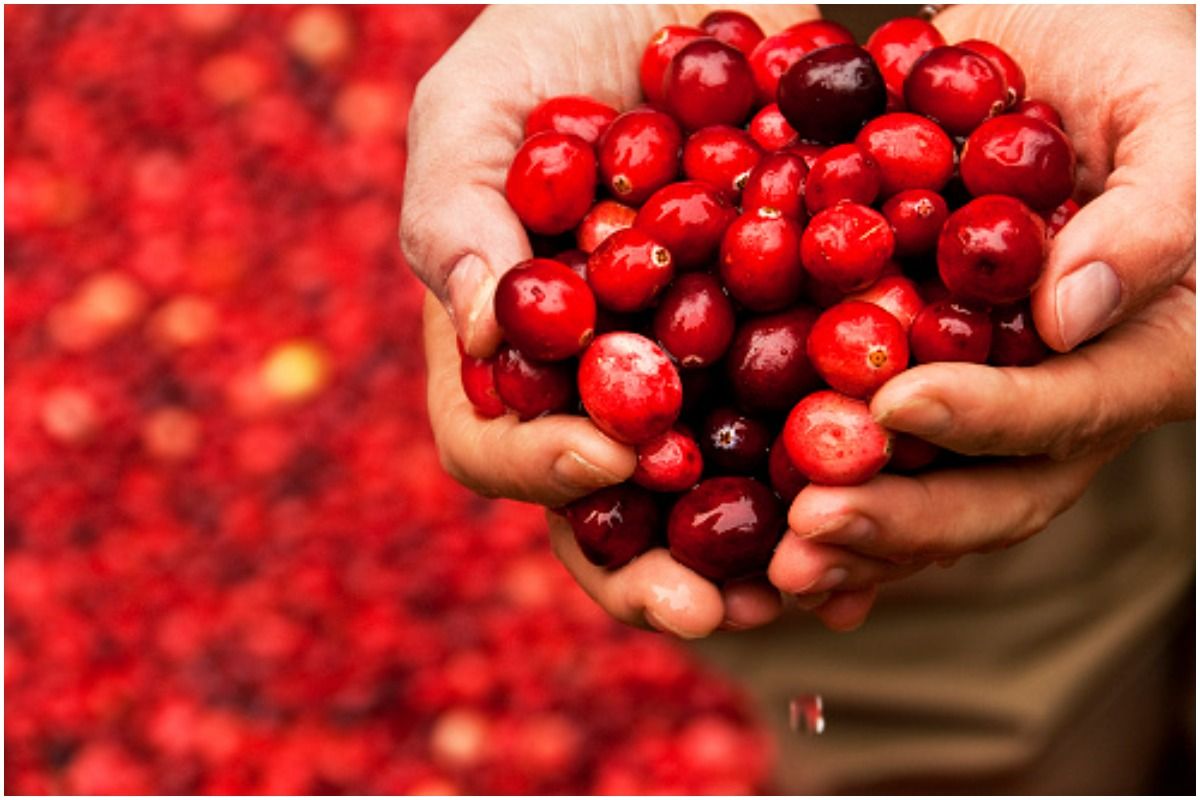 Study Reveals How Daily Consumption of Cranberries Help in Improving Cardiovascular Health. Picture Credits: Unsplash