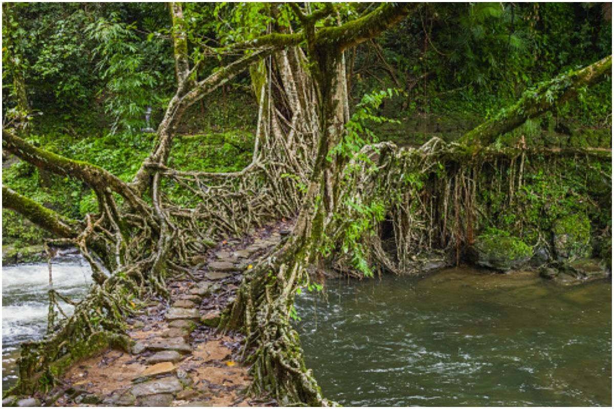 Meghalaya's Living Root Bridges Finds a Place in UNESCO World Heritage Site's Tentative List. Picture Credits: Unsplash