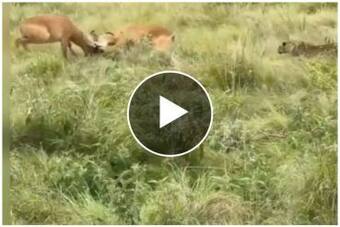Wild Animal Fight Video: भयंकर लड़ाई में उलझ गए दो हिरणों के सींग, मौके का फायदा उठाने पहुंच गया तेंदुआ- देखें वीडियो Wild Animal Fight Video: भयंकर लड़ाई में उलझ गए दो हिरणों के सींग, मौके का फायदा उठाने पहुंच गया तेंदुआ- देखें वीडियो