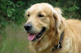 Woman Names Her Pet Covid, People Slam Her Asking, Woman Names Her Pet Covid, People Slam Her Asking,