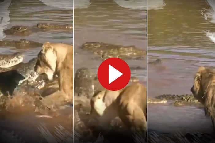 Viral Video: Lions Fight Crocodiles in River As Their Day Hunt Turns Intense. Watch