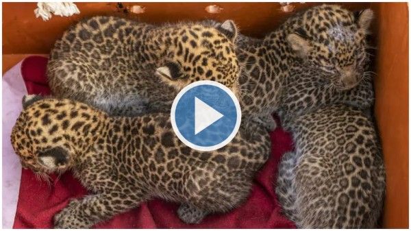 Viral Video Lost Leopard Cubs Rescued And Reunited With Their Mother In Maharashtra Watch