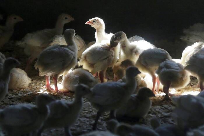 US: First Case Of Human Bird Flu Infection Confirmed In Colorado