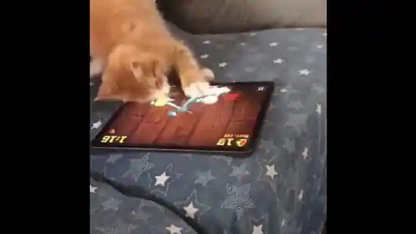 Viral Video: Cat Plays Fruit Ninja on Tablet, Then This Funny Thing Happens. Watch