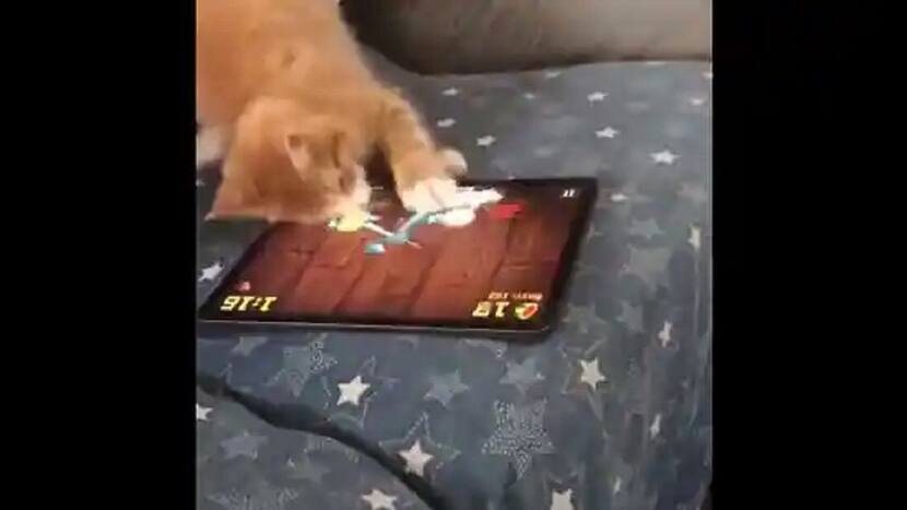 Viral Video: Cat Plays Fruit Ninja on Tablet, Then This Funny Thing Happens. Watch