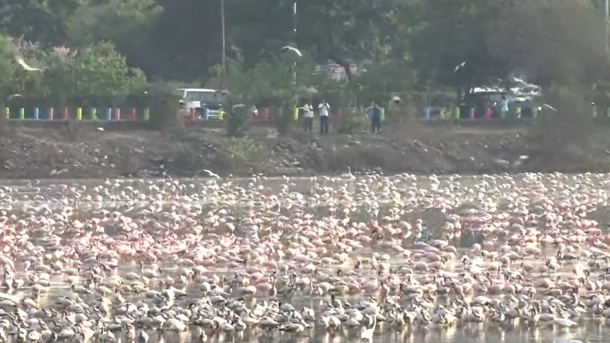 Flamingos, the beautiful birds with pink feathers and stilt-like legs, arrive each year at the Sewri mudflats, Navi Mumbai's wetlands, the Bhandup pumping station and Airoli.