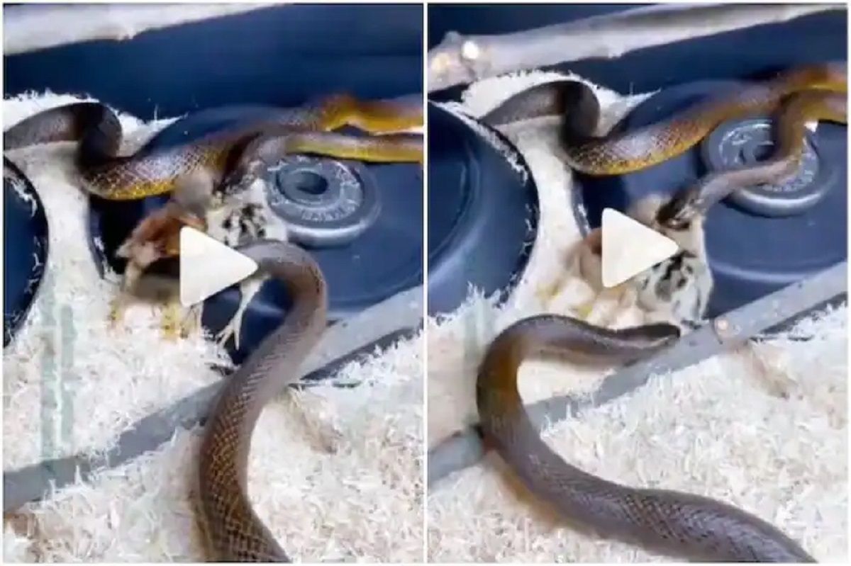 Viral Video: Two Hungry Snakes Fight to Eat Chickens, Watch Who Wins