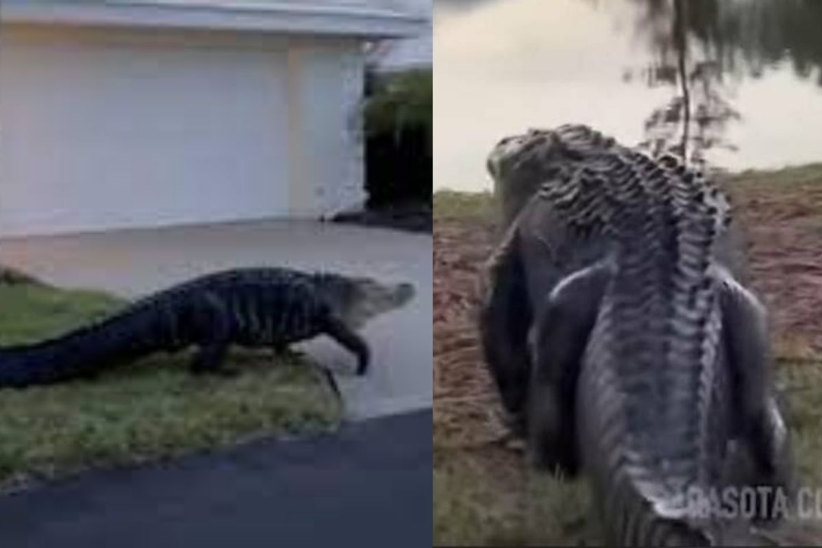 Viral Video: 10-Foot-Long Alligator Walks Near Houses In Florida, Goes ...