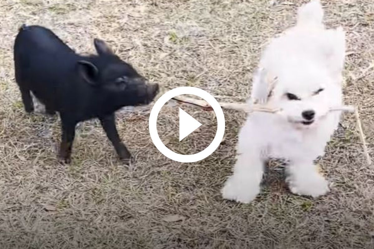 Dog and pig friendship