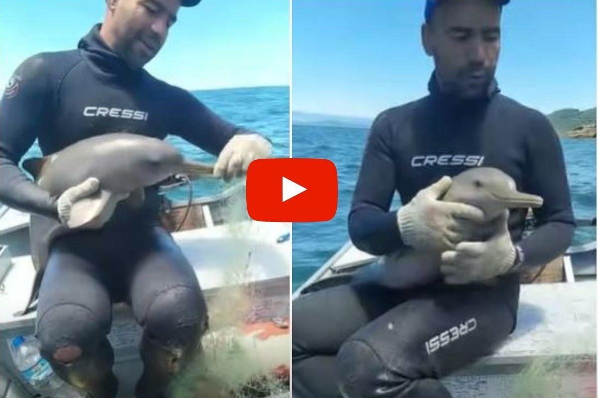 Dolphin rescue video