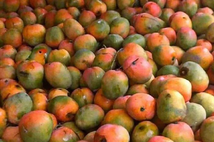 Can You Spot The Parrot Hiding in Mangoes in This Viral Optical Illusion?