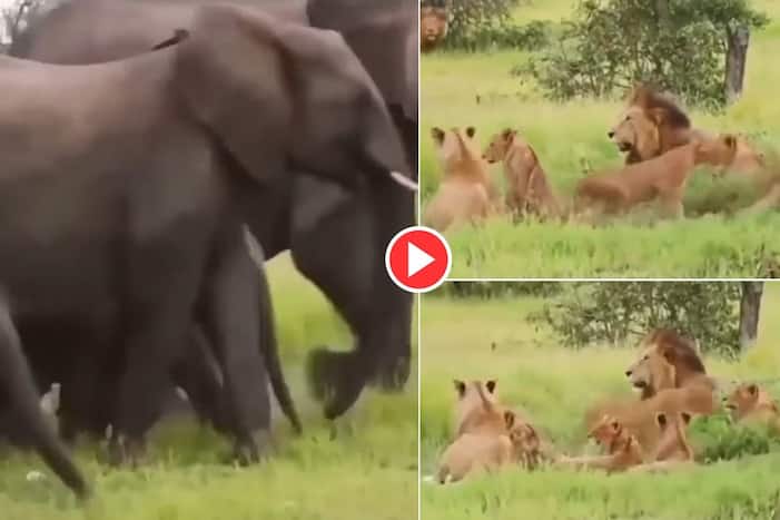 Viral Video: Lions Run Away Like Scared Cats As Elephants Charge at Them. Watch