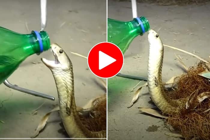 King Cobra Viral Video