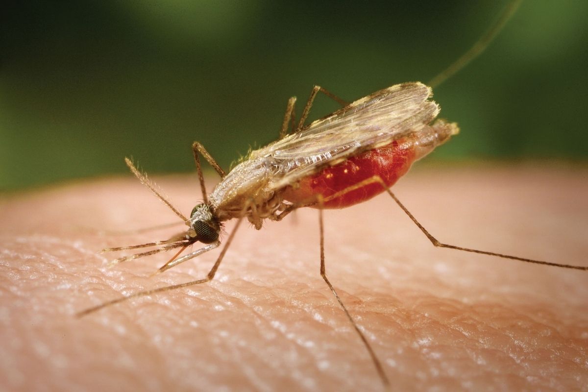 What is Malaria? Know Its Types, Prevention And Treatment