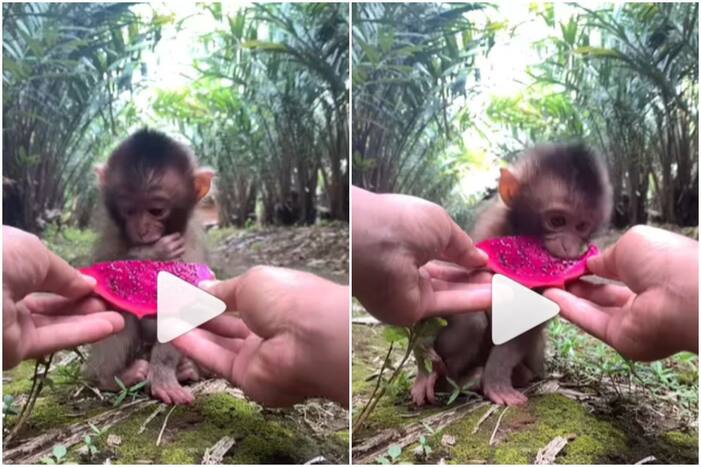 Viral Video: Baby Monkey Eats Dragon Fruit For The First Time, Reaction is Too Adorable | Watch
