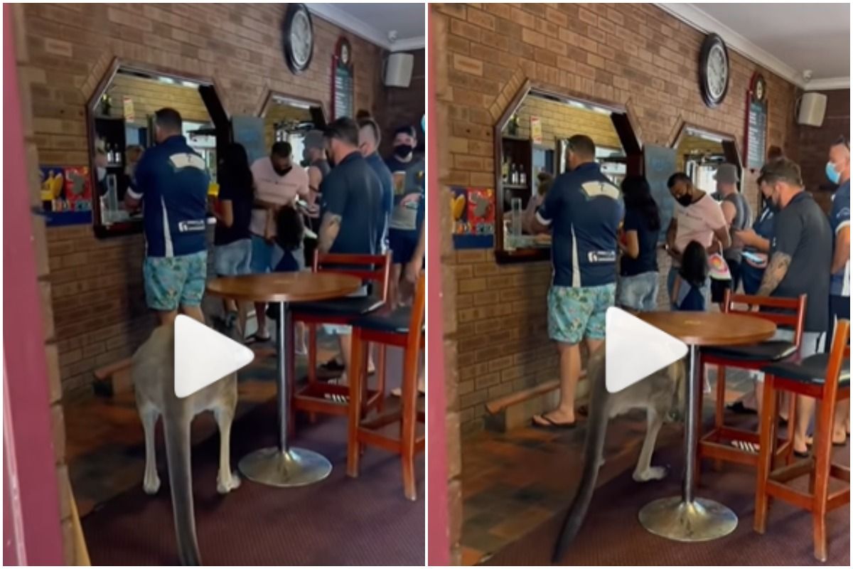 Viral Video: This Kangaroo Casually Walked Into a Bar in Australia, What Happened Next | Watch