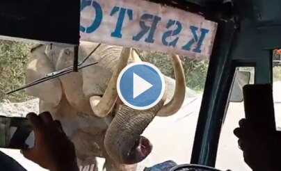 Elephant Charges Towards Bus in Kerala's Munnar & Breaks Windshield, Driver Praised For Maintaining Cool | Watch