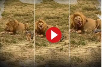 Viral Video: Baby Hyenas Come Face-to-Face With Lion in The Wild, What  Happens Next | Watch