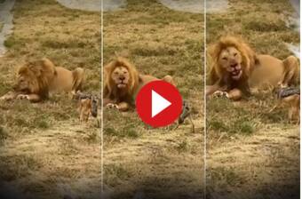 Viral Video: Baby Hyenas Come Face-to-Face With Lion in The Wild, What Happens Next | Watch Viral Video: Baby Hyenas Come Face-to-Face With Lion in The Wild, What Happens Next | Watch