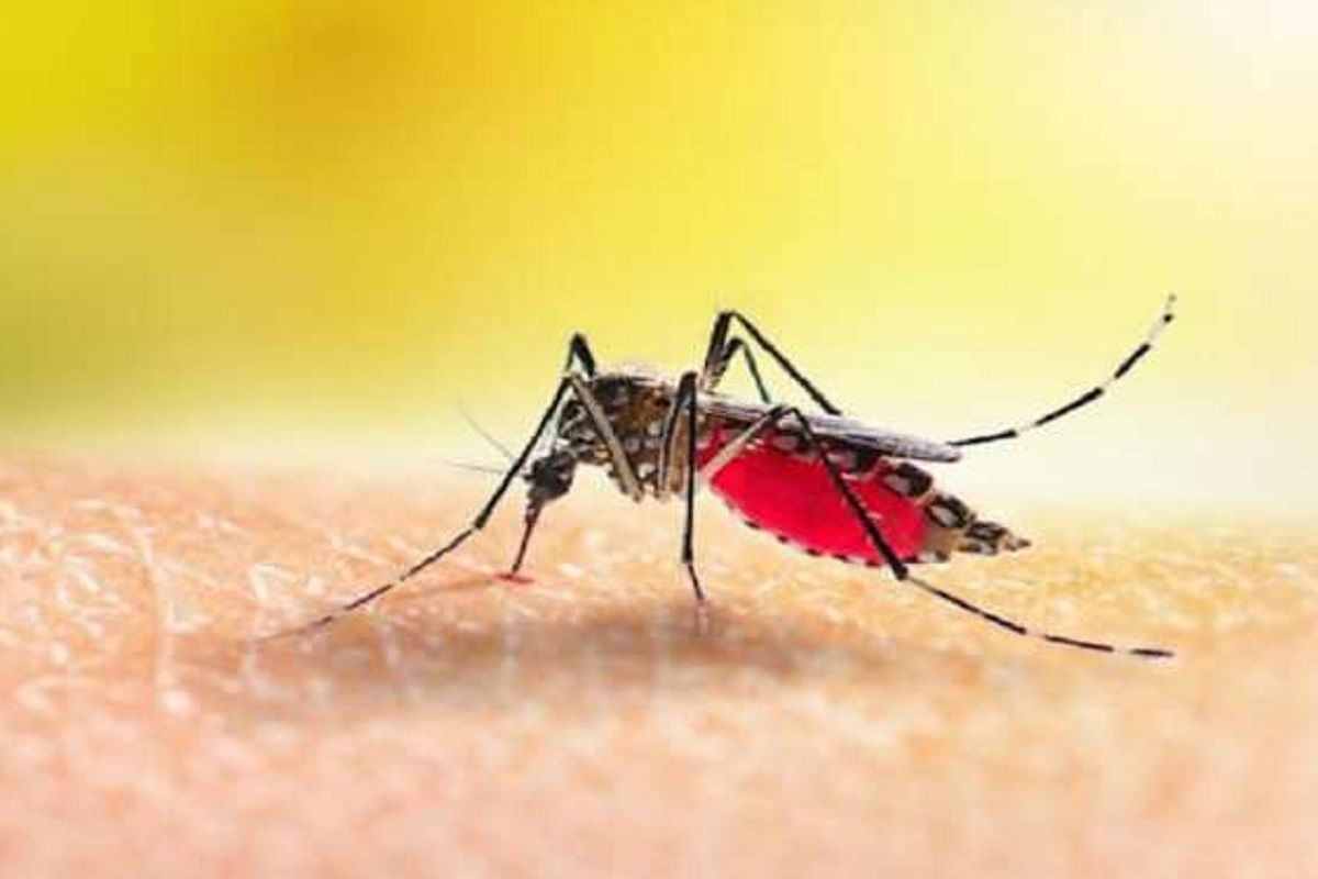 World Malaria Day 2022: बुखार के साथ हो स‍िर दर्द और उल्‍टी, ये लक्षण दिखते ही कराएं मलेर‍िया टेस्‍ट