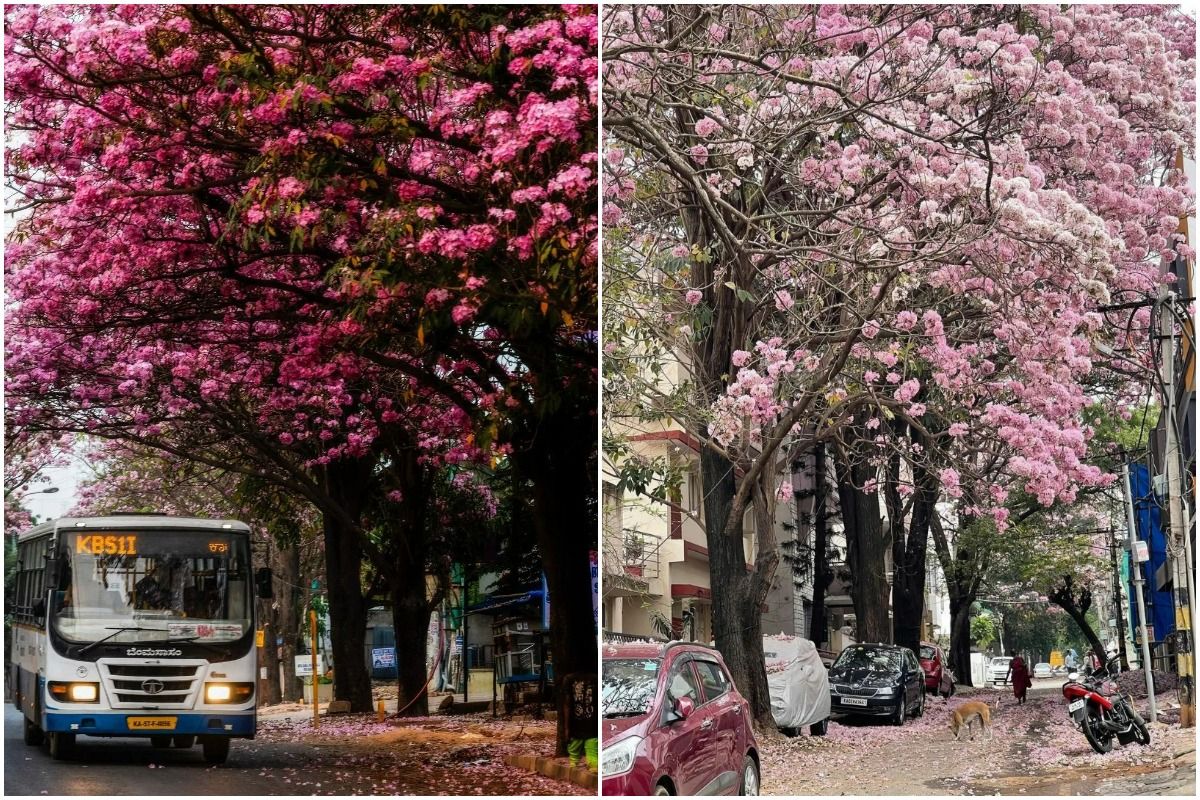 Bangalore Pink Paradise With Cherry Blossoms All Over, These