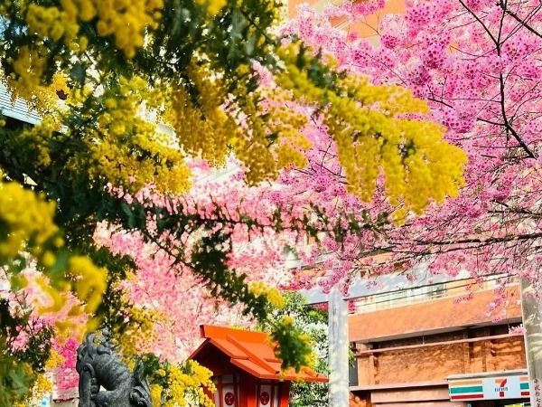 Japan Travel