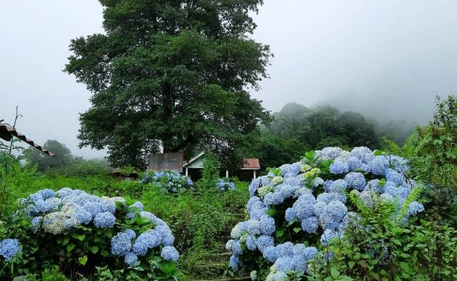 Khonoma Village in Nagaland