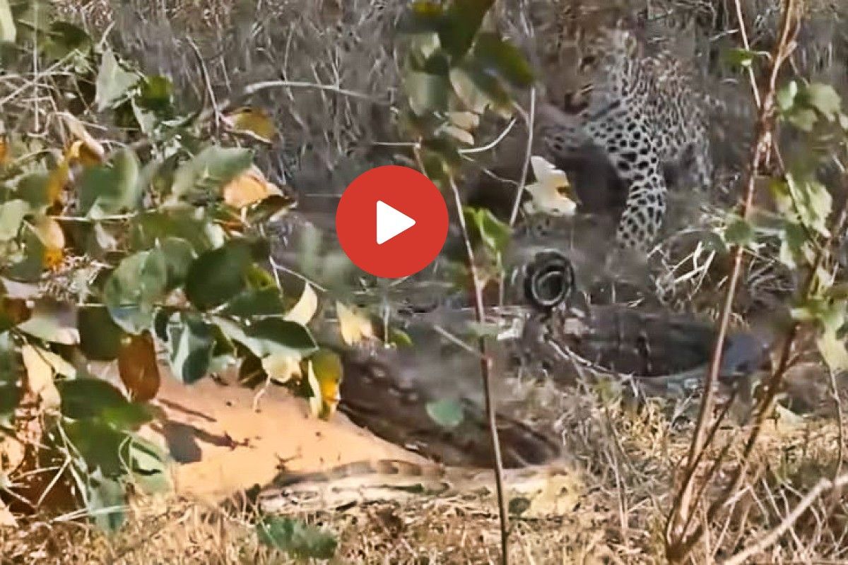 Viral Video: Python and Leopard Fight to Hunt Each Other. Watch Who Wins