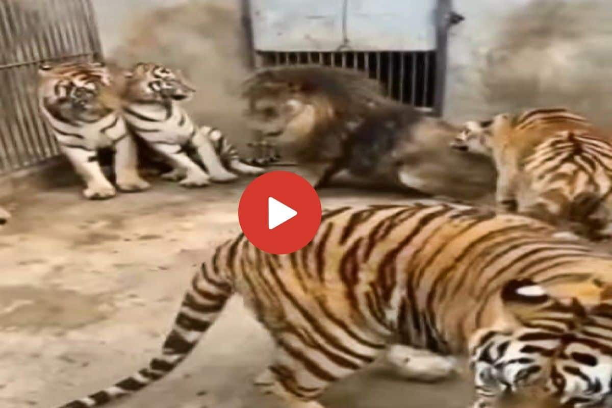 Sher Ka Video: पांच बाघों के बीच घिर गया शेर, बजे इतने थप्पड़ बेबस होकर  सहता रहा जंगल का राजा- देखें वीडियो