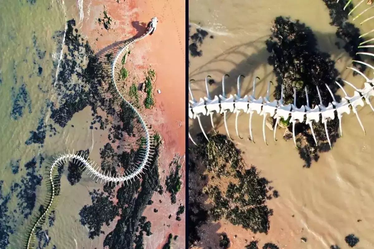 Viral Video: Giant Snake Skeleton Spotted in France on Google Maps