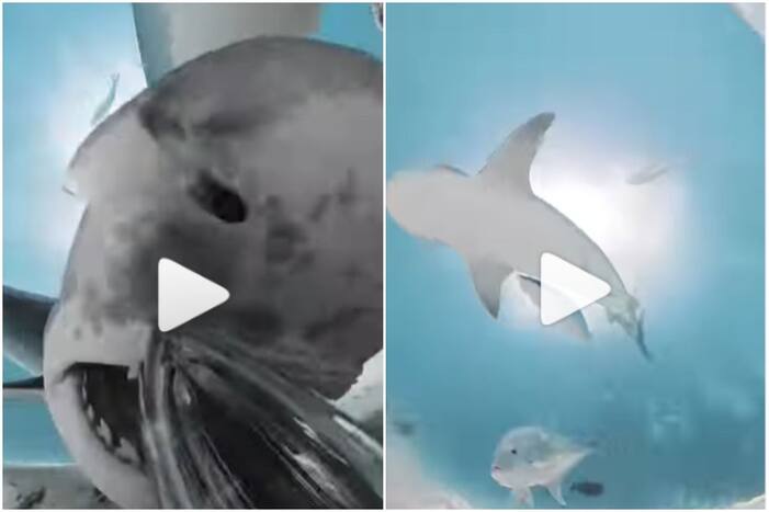 Shark Swallows Man's Camera, Footage Captures Fascinating Glimpse Into Creature's Mouth | Watch