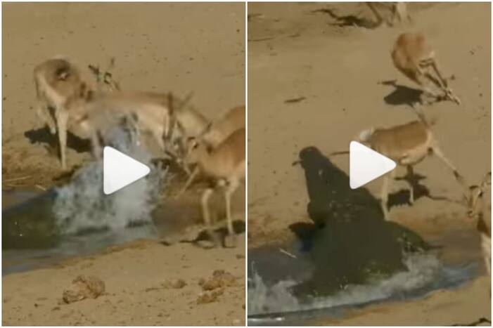 Viral Video: Crocodile Sneaks Up on Deers Drinking Water, What Happened Next | Watch